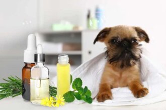 6 Must-Try Essential Oils for Your Dog's Skin and Fur