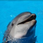 Unforgettable Playa del Carmen Dolphin Encounters