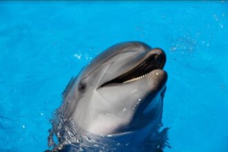 Unforgettable Playa del Carmen Dolphin Encounters