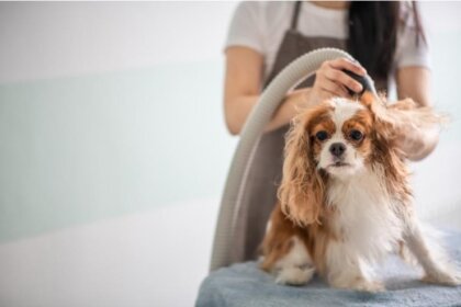 Discover Quick Drying Tips for Busy Pet Owners