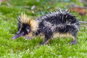 Discovering Weird Animals Around the World