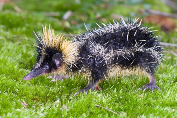 Discovering Weird Animals Around the World