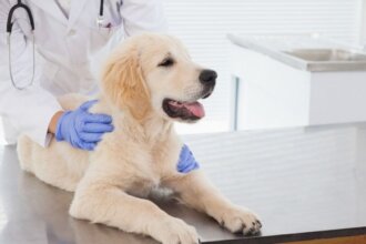 The Importance of Pet Insurance_ Why Your Furry Friend Deserves Protection