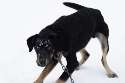Understanding the Legal Implications of Dog Bites