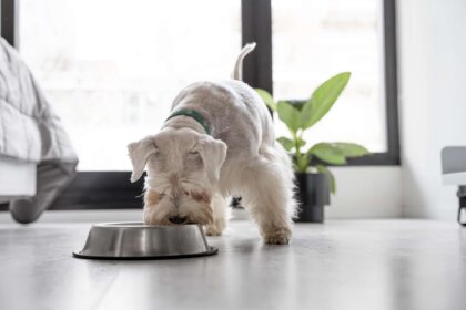 Why Mushrooms Can Be Beneficial for Dogs' Health: Nutritional Value?