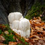 Mushroom Magic: The Science behind Lion's Mane and Cognitive Health