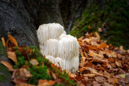 Mushroom Magic: The Science behind Lion's Mane and Cognitive Health
