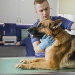 Protecting Your Income: Disability Insurance for Self-employed Veterinarians