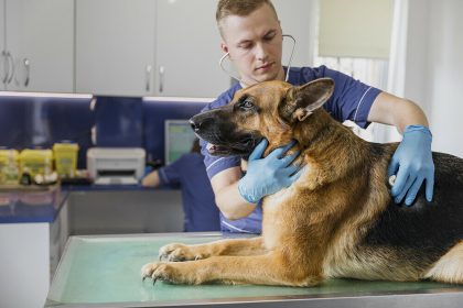 Protecting Your Income: Disability Insurance for Self-employed Veterinarians