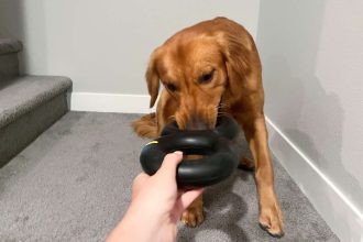 From Durable to Delicious: Discovering The Perfect Dog Toys for Heavy Chewers