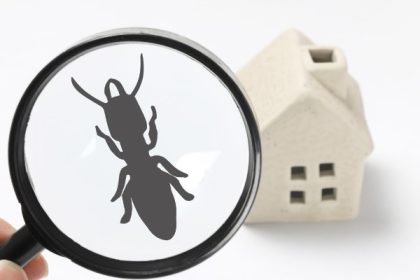 Pest Control for Restaurants and Food Businesses