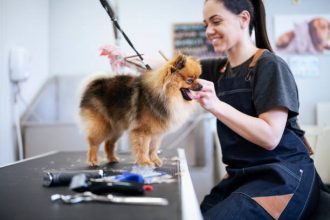 How Dogs’ Grooming Needs Change With the Seasons