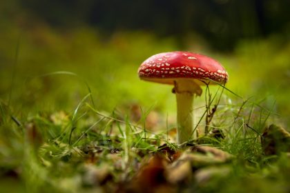 Microdosing of amanita muscaria as a natural stimulant of energy and focus