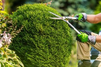Transform Your Outdoor Space with Professional Tree Pruning