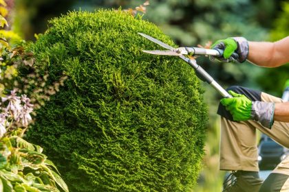 Transform Your Outdoor Space with Professional Tree Pruning
