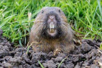 4 Qualities to Look For in A Gopher Exterminator
