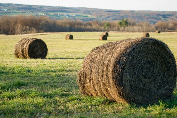 Different Types of Hay: Choosing the Right One for Your Livestock