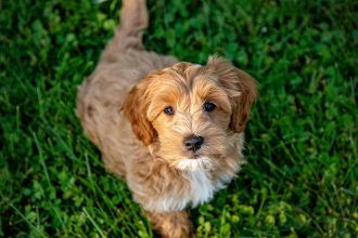 Golden Companions How Goldendoodle Puppies Enhance Your Life