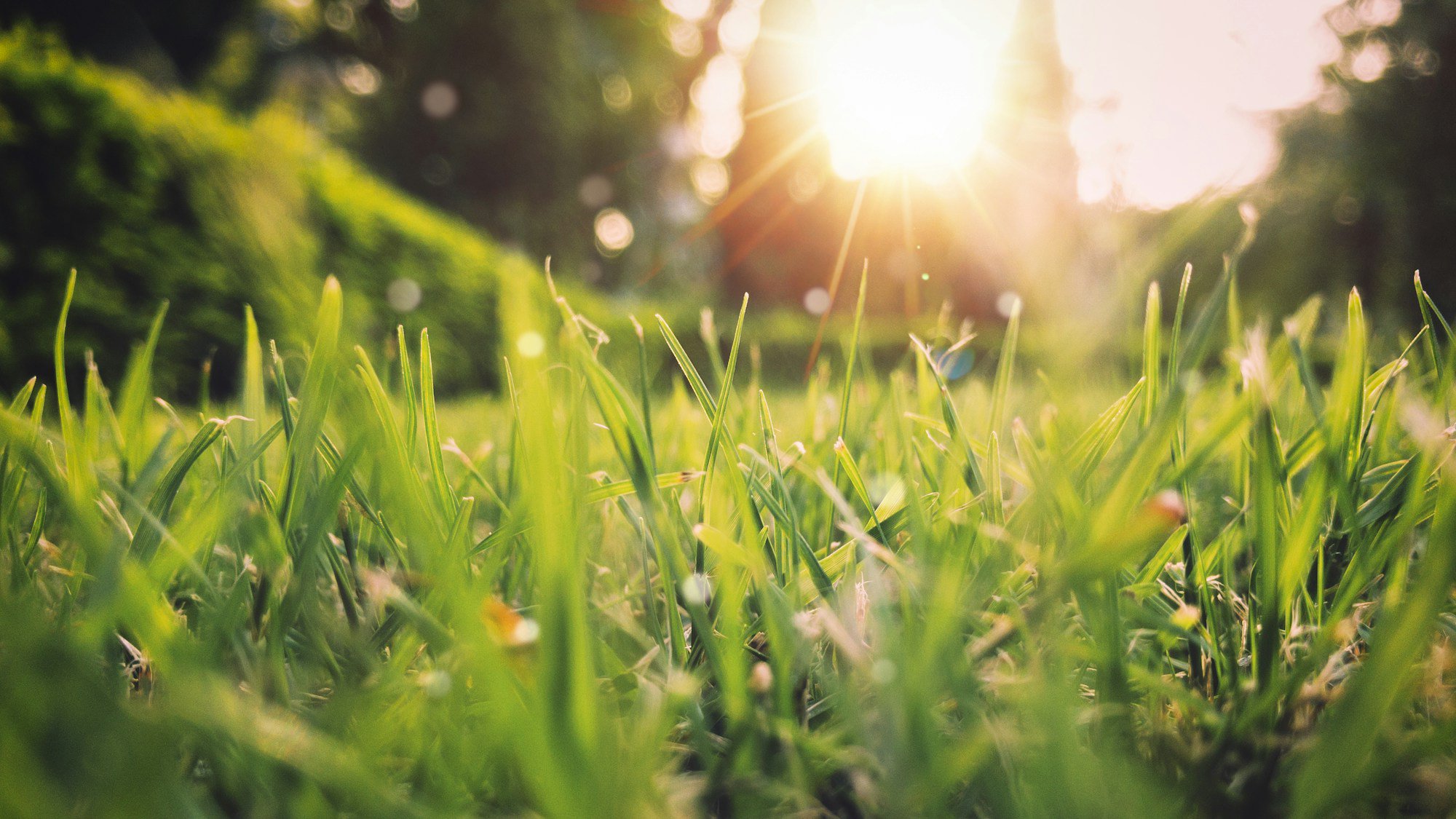 How to Keep Your Myrtle Beach Home Pest Free This Spring Tips from the Pros 