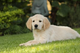 Everything You Need To Know About Golden Retriever Puppies (1)