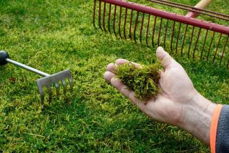 How to Get Rid of Moss on Your Lawn