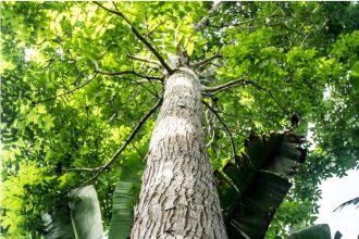 Mahogany Trees: Adding Timeless Elegance to Landscape Design